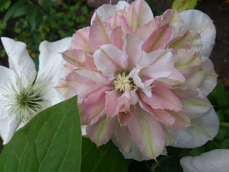 Клематис крупноцветковый 'Инносент Блаш'