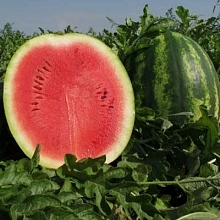 Арбуз 'Волгоградец КРС 90' 