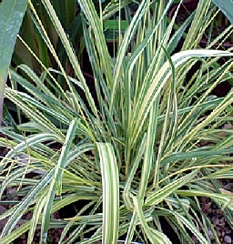 Молиния голубая 'Вариегата'