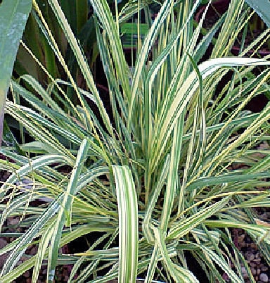 Молиния голубая 'Вариегата'