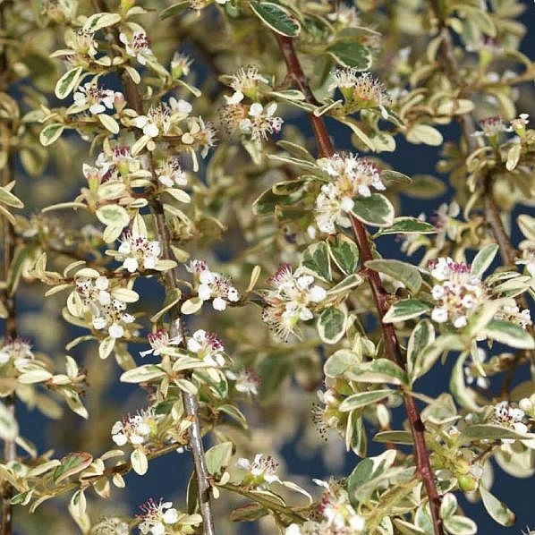 Кизильник шведский 'Джульетта'