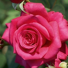 Роза 'Харизма' (чайно-гибридная) (малиново - красная)