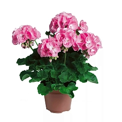 Пеларгония плющелистная 'Мультиблум Пинк' (светло-розовая)