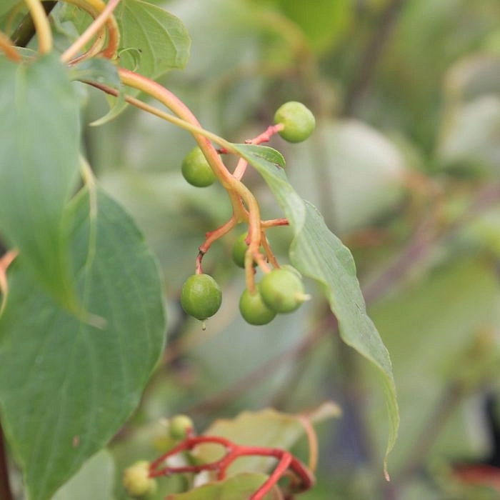 Дерен очереднолистный