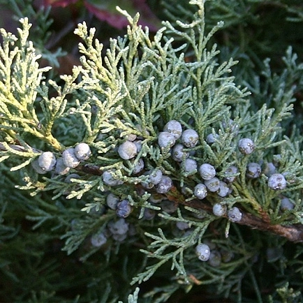Можжевельник казацкий 'Блю Спаркл'