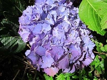 Гортензия крупнолистная 'Замбия'