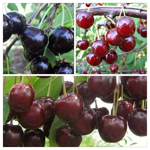 Вишня обыкновенная 'Жуковская\ Шоколадница\ Десертная Морозовой'
