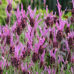 Лаванда широколистная 'Хелмсдейл'