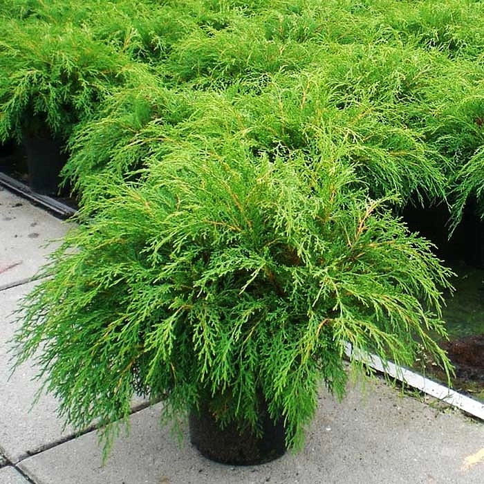 Микробиота перекрестнопарная