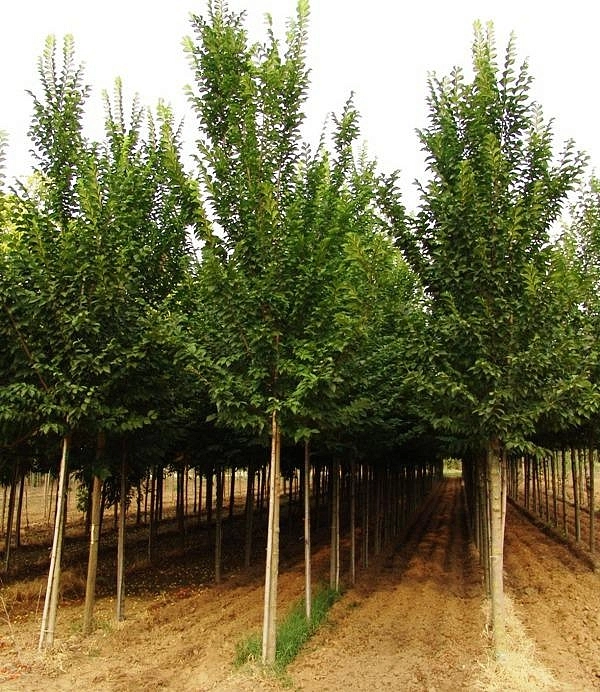 Вяз голандский 'Лобел'