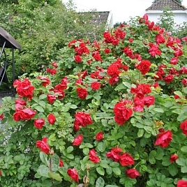 Роза Хансаланд (Hansaland)