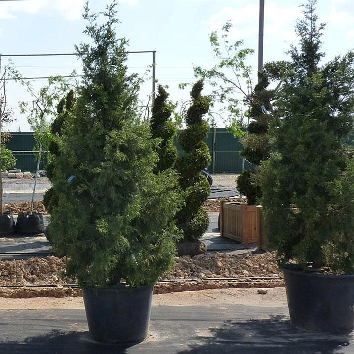 Можжевельник китайский Кетелери (Кеtelerii)