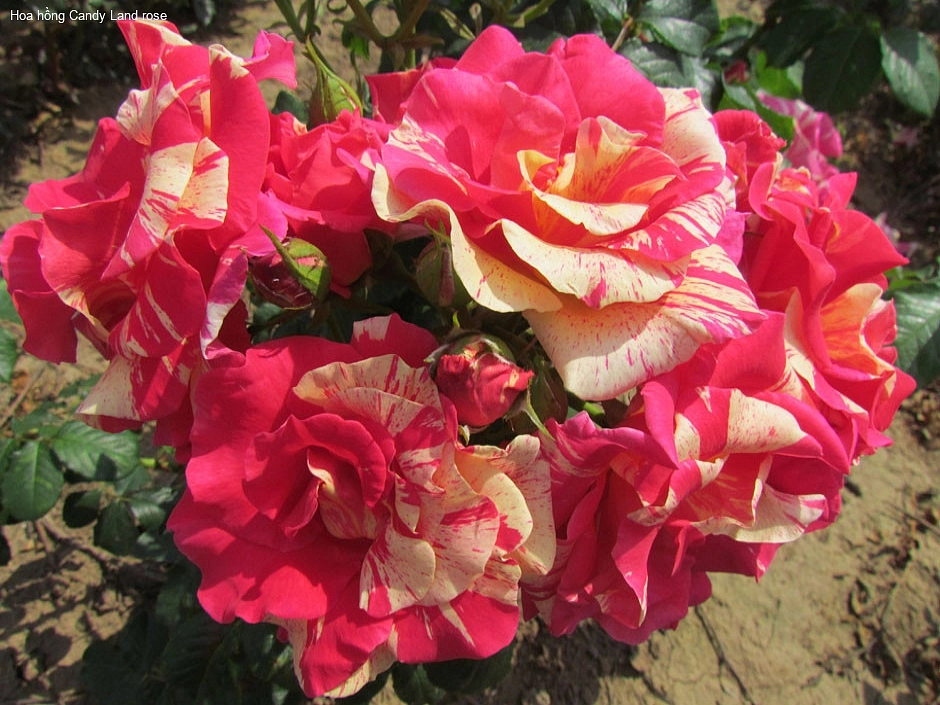 Роза 'Кэнди Лэнд' (плетистая) (розовая с белыми штрихами)