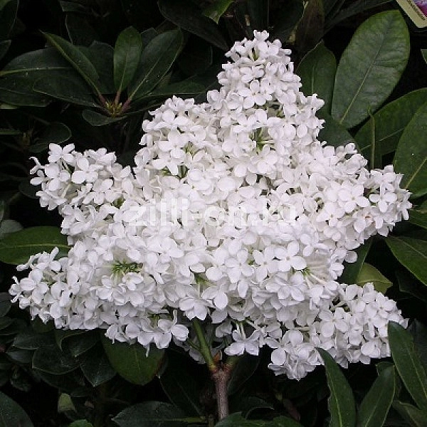 Сирень обыкновенная 'Лебедушка' (белая)