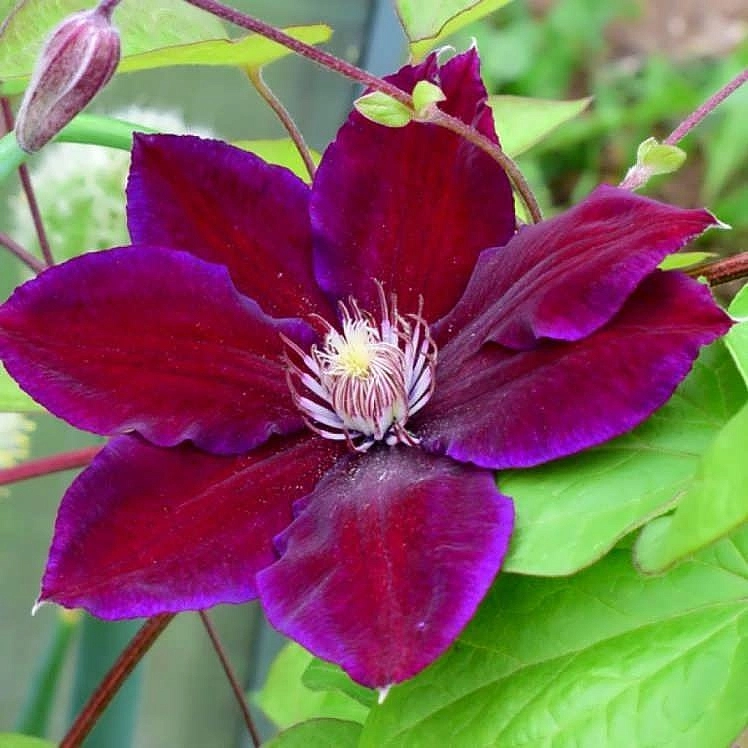 Клематис крупноцветковый 'Мазовше' Клематис крупноцветковый 'Мазовше'