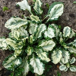 Живучка ползучая 'Арктик Сноу'