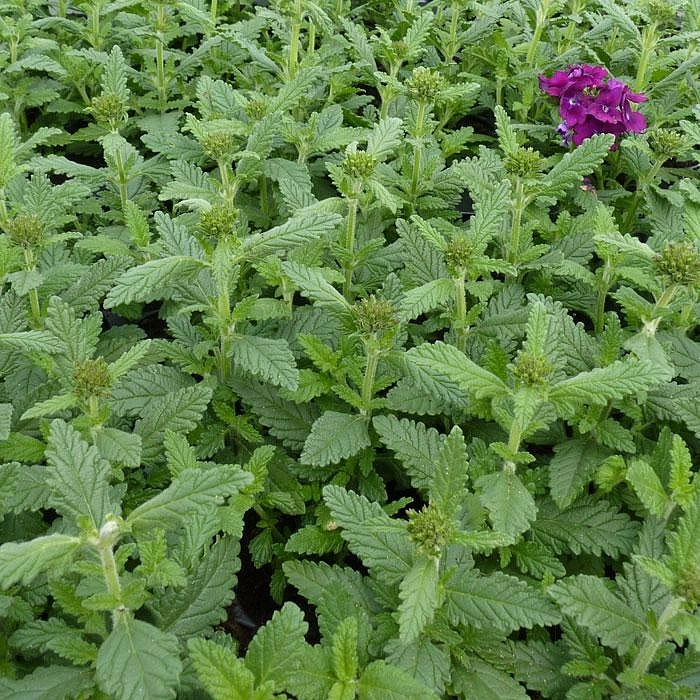 Вербена гибридная Кварц Ред виз Ай (Quartz Red with Eye)