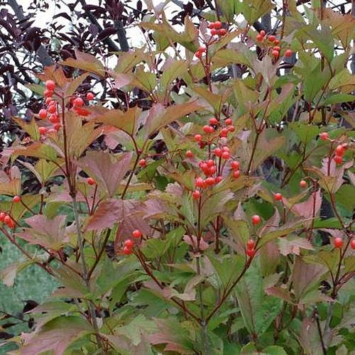 Калина съедобная (Viburnum edule)