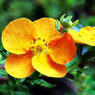 Лапчатка кустарниковая 'Сансет'