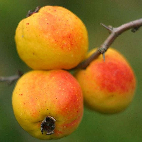 Айва японская плодовая