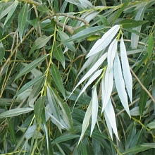 Ива гибридная (белая) 'Свердловская блестящая'