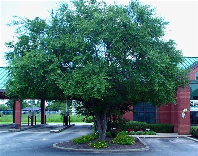 Вяз шершавый