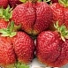 Земляника (клубника) 'Богема'