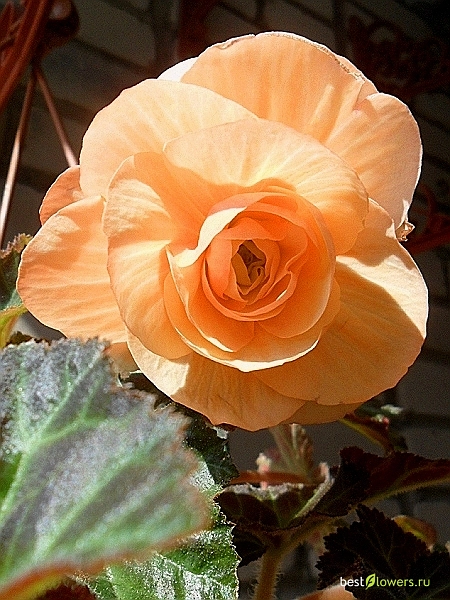 Бегония клубневая 'Нонстоп Априкот' (персиково - желтая)