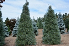 Сосна веймутова 'Уайт Моунтайн'