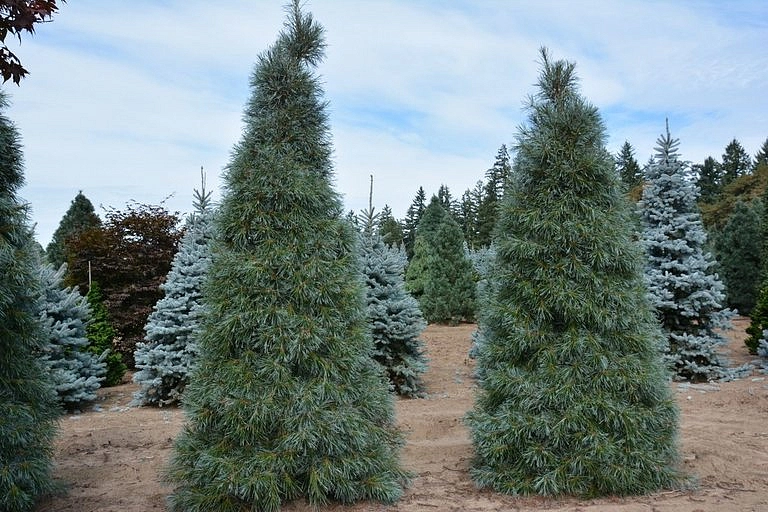 Сосна веймутова 'Уайт Моунтайн'