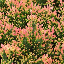 Вереск обыкновенный 'Спринг Точ'