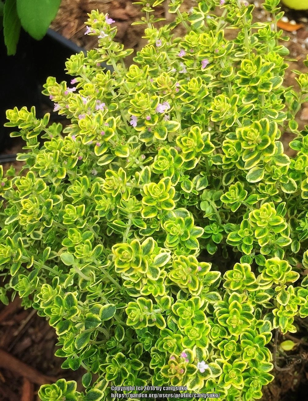 Тимьян лимоннопахнущий 'Мюстик'