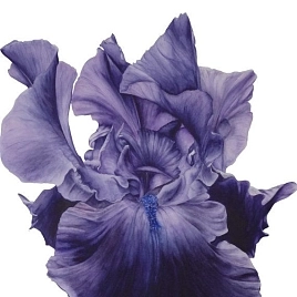 Ирис германский (бородатый) 'Бурка'