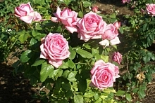 Роза 'Веддинг Белс' (чайно-гибридная) (розовая)