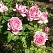 Роза 'Веддинг Белс' (чайно-гибридная) (розовая)