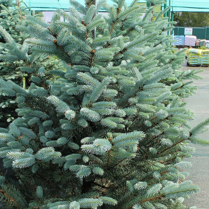 Ель колючая 'Фат Альберт'