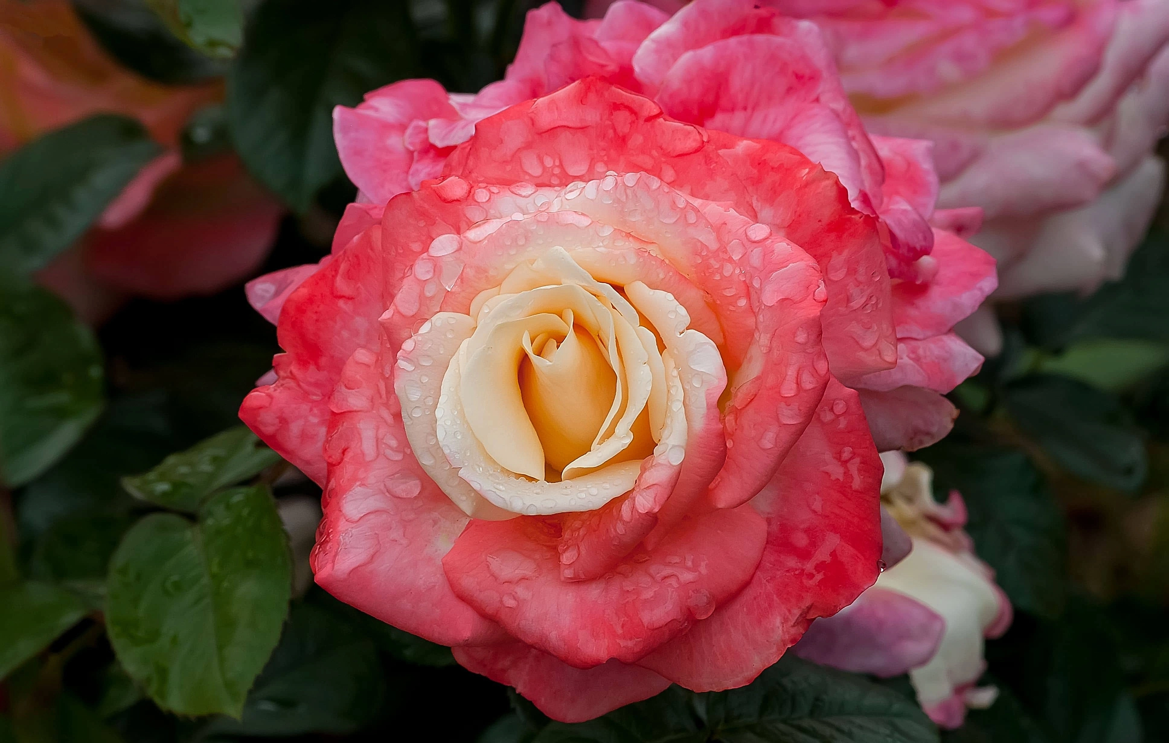 Роза 'Фиджи' (чайно-гибридная) ( желто-красная)