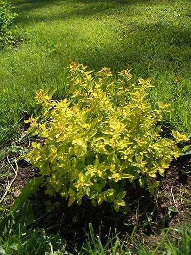 Спирея японская 'Голдмаунд'