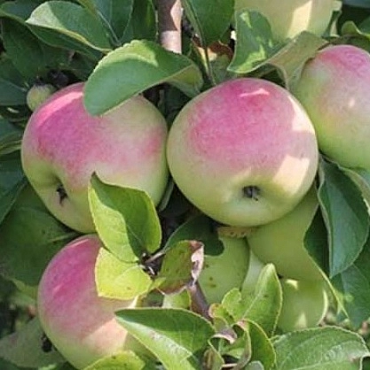 Яблоня домашняя 'Имрус'