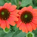 Эхинацея пурпурная 'Хот Корал'