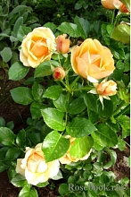 Роза 'Олимпик Файер-92' (флорибунда) (желтая)