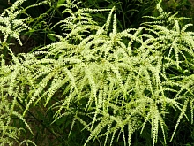 Волжанка двудомная 'Кнайфи'