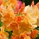 Рододендрон желтый (азалия) 'Чардаш' (оранжевый) Рододендрон желтый (азалия) 'Чардаш' (оранжевый)