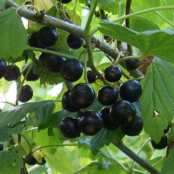 Смородина черная 'Вологда'