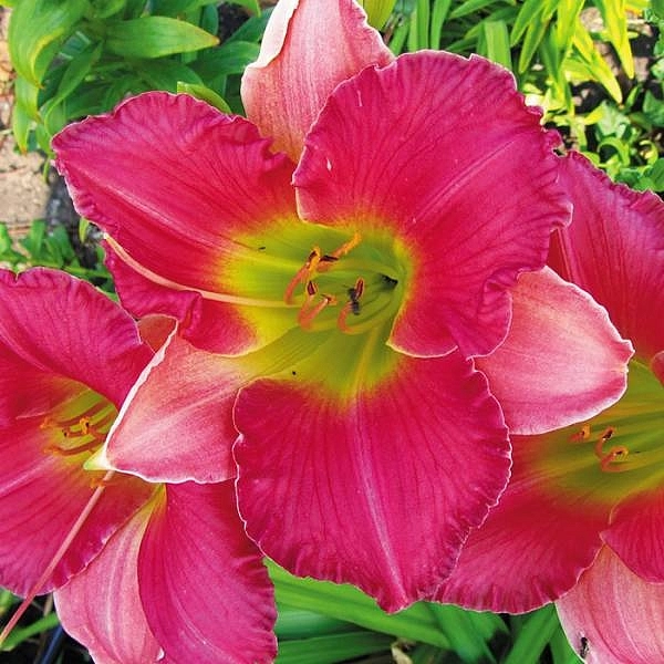 Лилейник гибридный 'Файнал Тач'