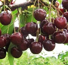 Вишня обыкновенная 'Стойкая'