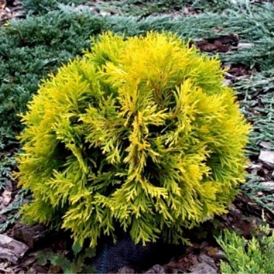 Туя западная 'Амбер Глоу'