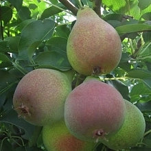 Груша 'Кокинская'