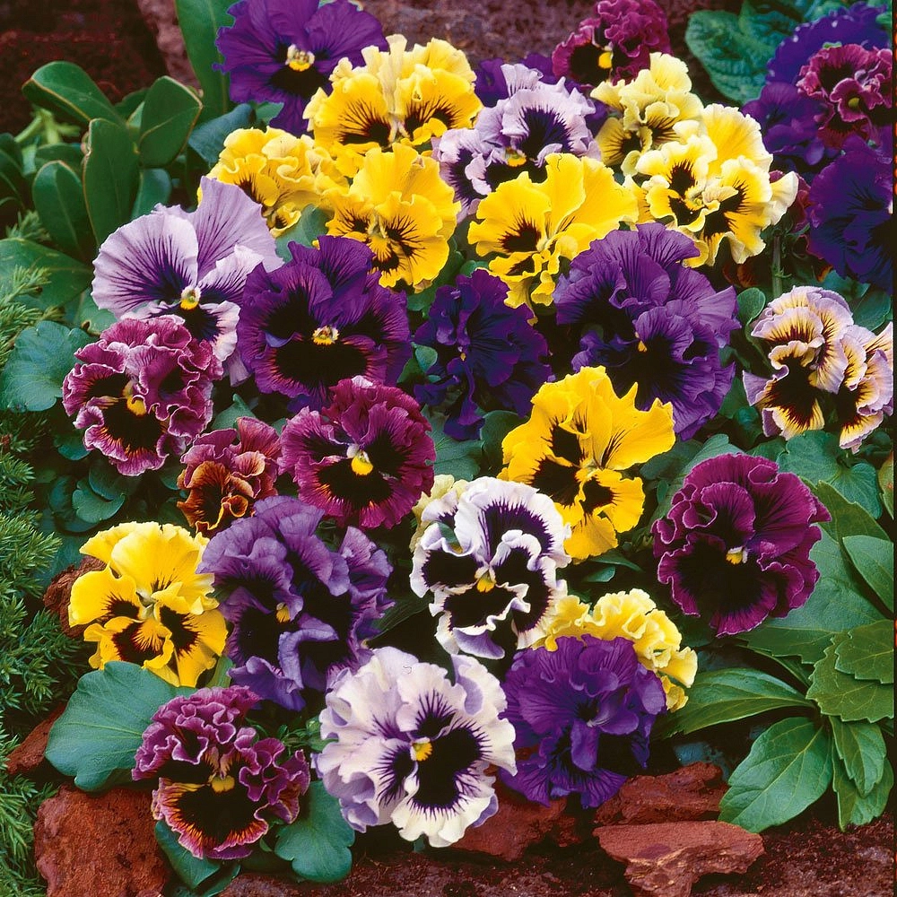 Виола Виттрока 'Фриззл Сиззл'  (микс)