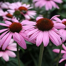 Эхинацея пурпурная 'Prarie Splendor Deep Rose'